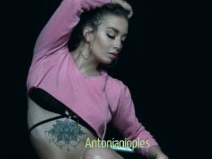 Antonianipples