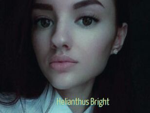 Helianthus_Bright